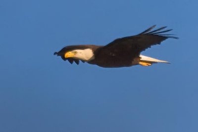 Eagle In Flight 45216