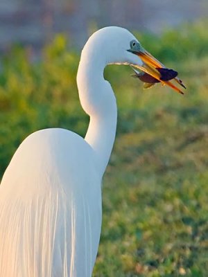 Egret With A Catch 45745