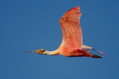 Spoonbill In Flight 45870