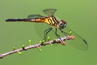 Dragonfly 45998