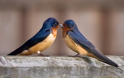Lovebird Swallows 20090326
