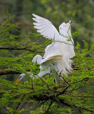 Breeding Egrets Gallery