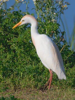 Cattle Egret 46630