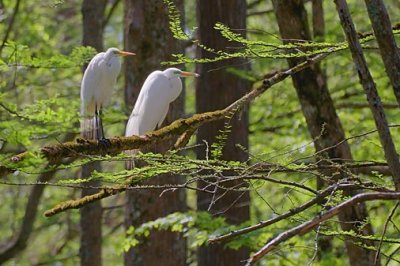 Two Perched Egrets 47333
