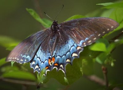 Swallowtail Butterfly 20090409