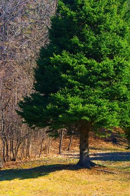 Lone Pine 20090419