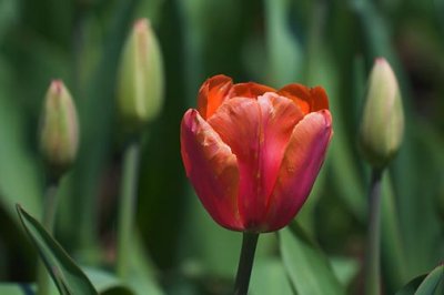 Lone Red Tulip 48080