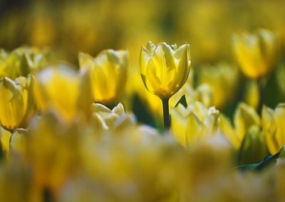 Backlit Yellow-White Tulips 20090430