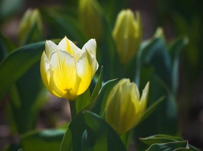 Backlit Yellow-White Tulip 48100