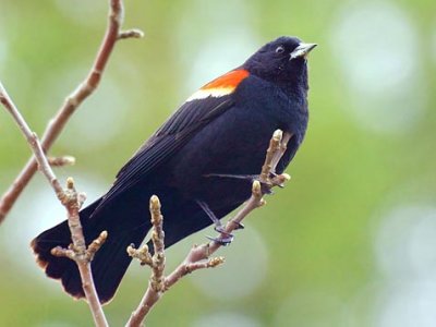 Red-winged Blackbird 48129