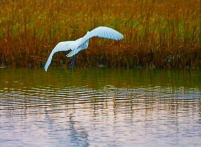 Egret In Flight 32955 (Contrast Masked)