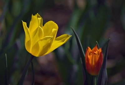 Two Tulips 48065
