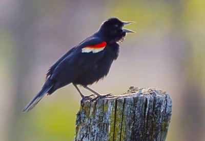 Red-winged Blackbird 48413