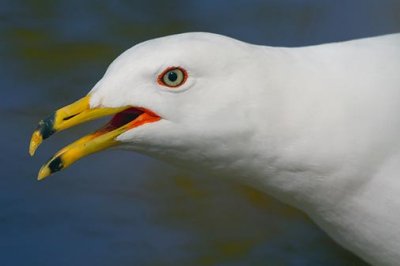 Gull Closeup 48653
