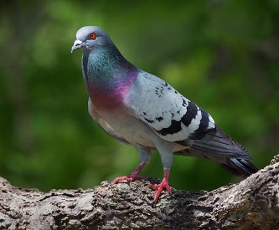 Pigeon In A Tree 48558