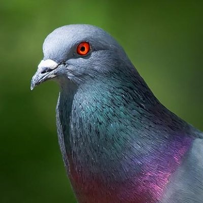 Pigeon Portrait 48558 (crop)