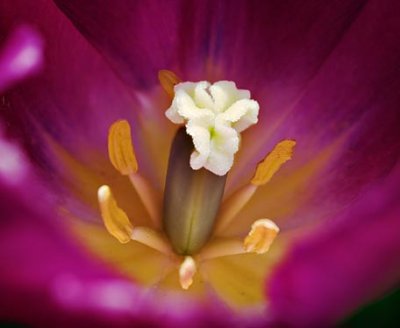 Tulip Interior 20090515