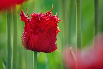 Shaggy Red Tulip 48805