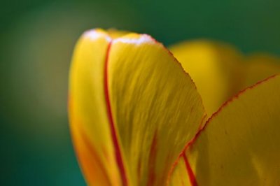 Tulip Closeup 48534
