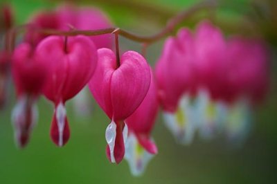 Bleeding Hearts 48919