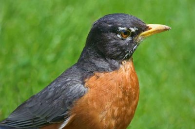 Robin Closeup 48956