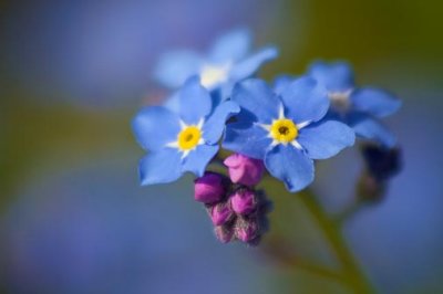 Forget-me-not Flower 20090525