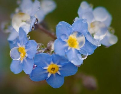 Wet Forget-me-nots 49242-3