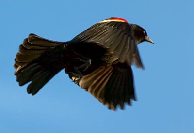 Red-winged Blackbird In Flight 00115