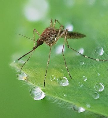 Mosquito Closeup 49383-5