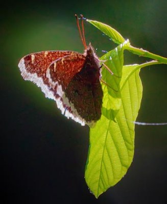 Mourning Cloak Butterfly 00425