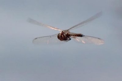 Dragonfly In Flight 20090610