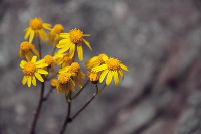 Yellow Wildflowers 01685
