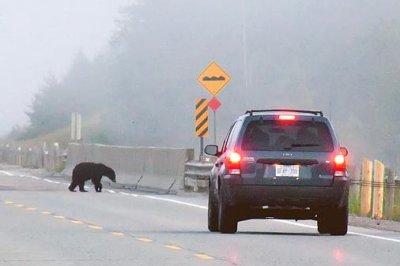 Bear On A Bridge 02357