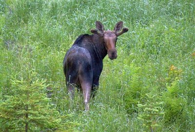 Curious Moose 02916