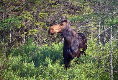 Moose Profile 49953