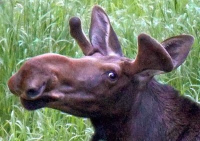 Curious Moose 02925 (crop)