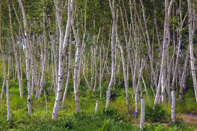 Birch Grove 03290