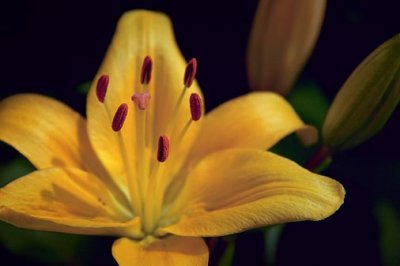 Golden Lily 20090719