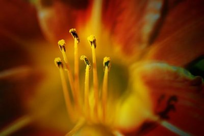 Day Lily 50013
