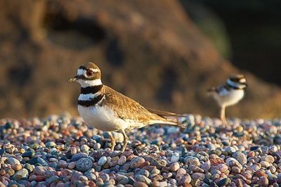 Killdeer Parent With Chick 49864
