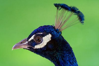 Peacock Portrait 50021