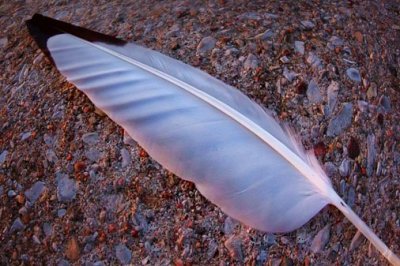 Feather On A Dock At Dawn 20090802