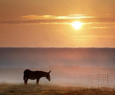 Donkey In Sunrise Mist 03927