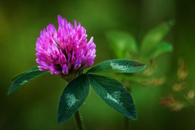 Red Clover 50109