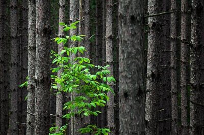 Alone In A Deep Dark Forest Of Pines 20090808