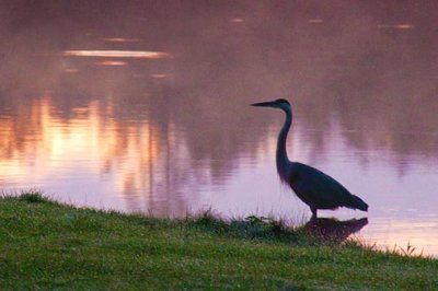 Heron At Sunrise 05002