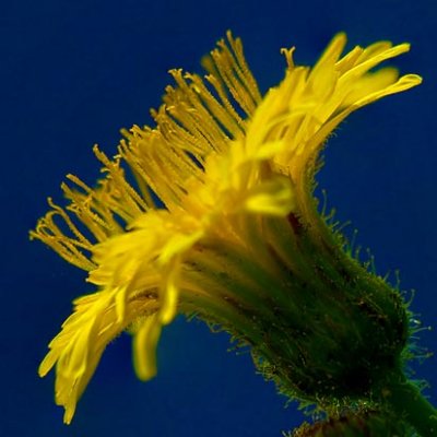 Yellow Wildflower 20090813