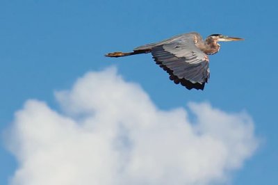 Heron In Flight 05232