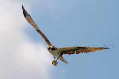 Osprey With Catch 50238