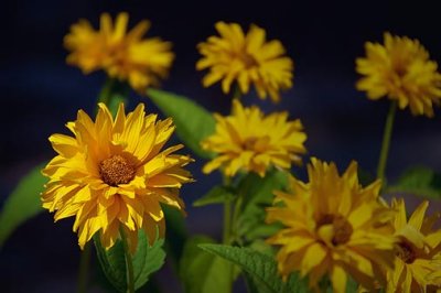 Yellow Flowers 05419